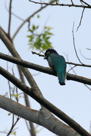 Gartered Trogon